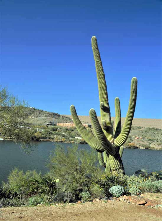 saguaro